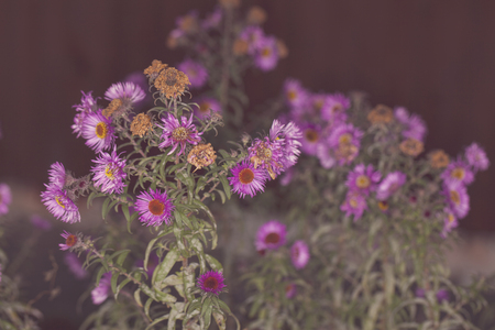 chrysanthemumsの写真素材