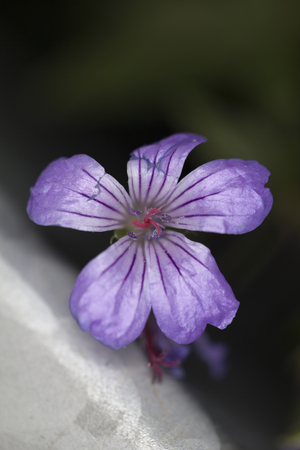 flowerの写真素材