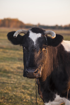 Cowの写真素材