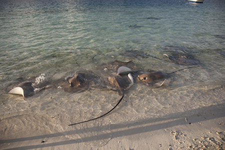 Stingray