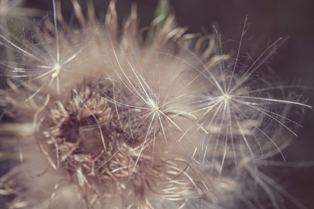 withered bush weedの写真素材