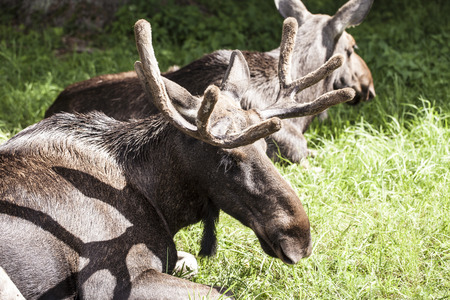moose