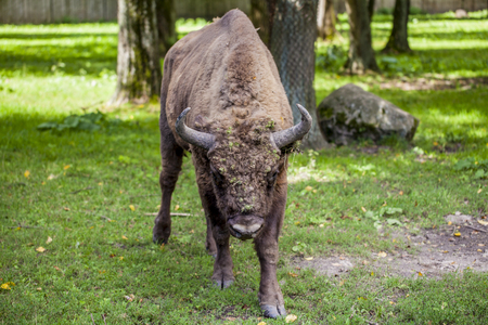 Portrait of an old bisonの写真素材