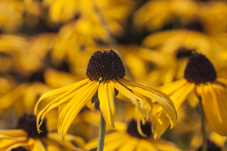 Rudbeckia in the gardenの写真素材