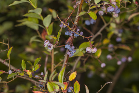 withered blueberriesの写真素材