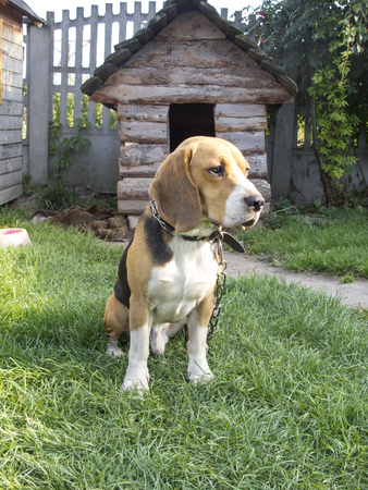 beautiful dog on the chainの写真素材