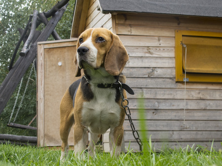 little dog on the chainの写真素材