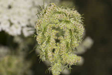 strange green plant, closeup, top view