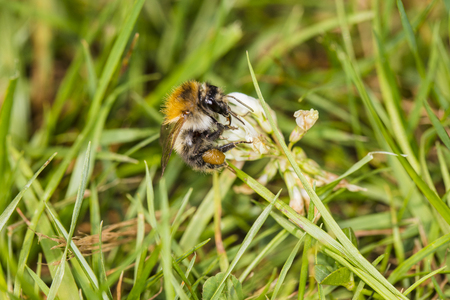 bittern on clover collects nectarの写真素材