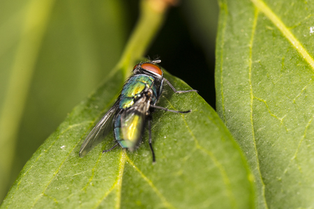 colorful fly sitting on a green leaf closeupの写真素材