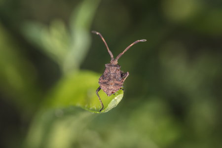 Coreus marginatus, living in the nature, view from above