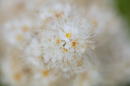 Astilbe arendsii, beautiful decorative plant, garden flower, closeupの写真素材