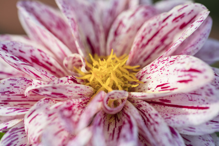 red and white garden flower, close upの写真素材