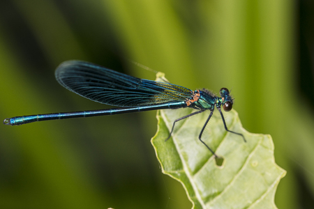 blue dragonfly is sitting on a green leafの写真素材