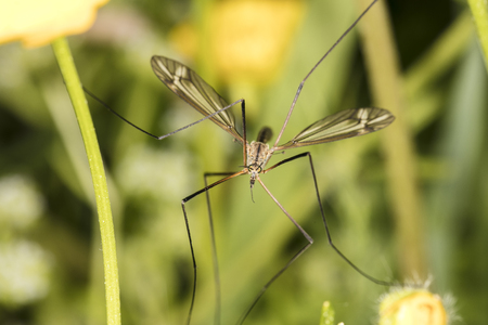 Tipula oleracea, big insect from the dipteran family, similar to a mosquito, close upの写真素材