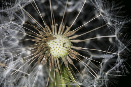 extreme close-up on a dandelionの写真素材