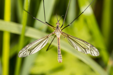 Tipula oleracea, big insect from the dipteran family, similar to a mosquitoの写真素材