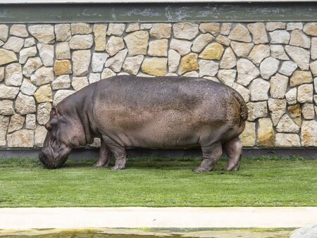 hippopotamus at the zoo eats grassの写真素材