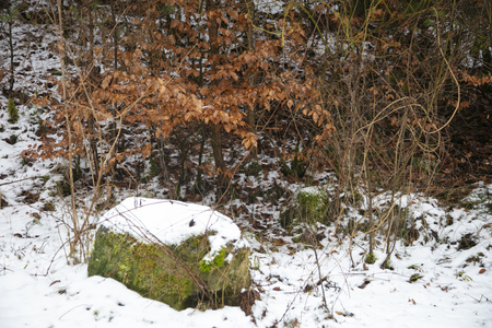 trees with dead leaves, stone covered with snowの写真素材