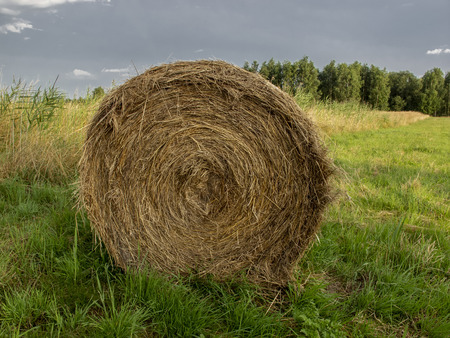 hay bales in the field, preparing food for animals for the winterの写真素材