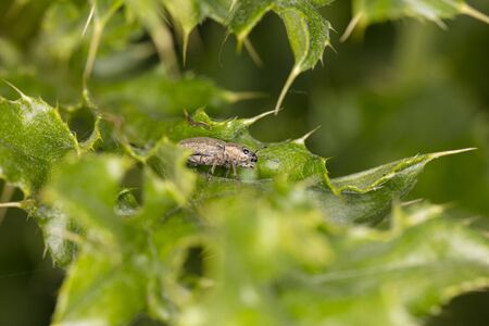 big insect on a green leaf