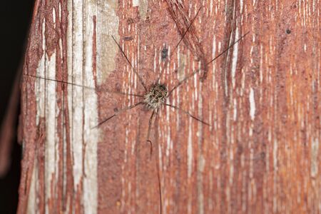 spider with long legs on a wooden board