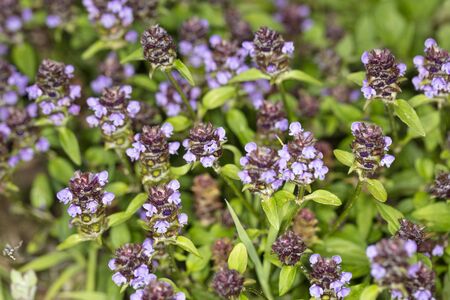 purple ripe clover, close up