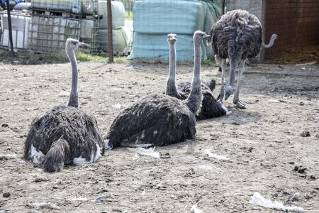 strich on the farm, beautiful large birdsの写真素材