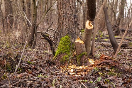 trees cut by beavers, teeth marks on treesの写真素材