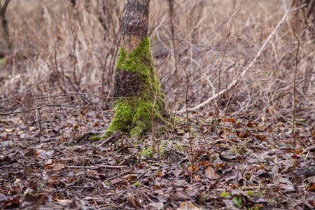  tree overgrown with green mossの写真素材