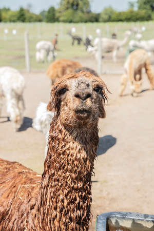 Beautiful South American alpacas in a free rangeの写真素材