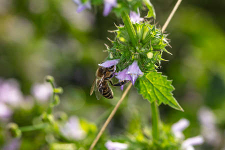 wasp collects nectar from a flowerの写真素材
