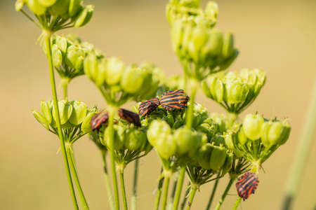 colorful insect on a blade of grass, close upの写真素材