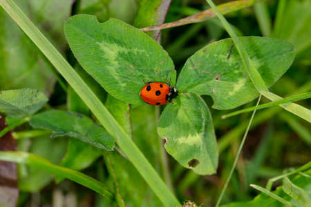 little beautiful ladybug sits on a green leafの写真素材