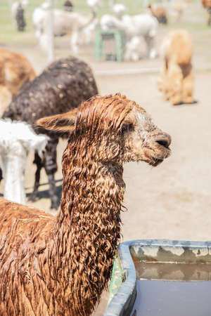 Beautiful South American alpacas in a free rangeの写真素材