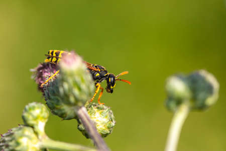the wasp walks on a thistle floweの写真素材