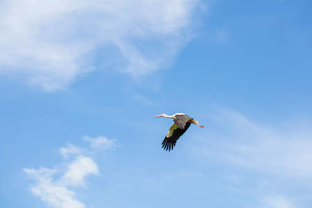 beautiful stork in flight against the background of blue skyの写真素材