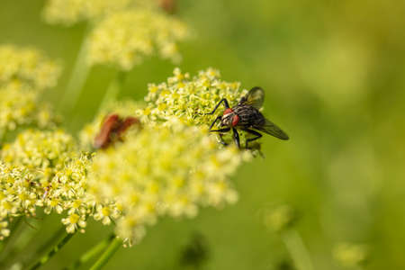 common fly sitting on a yellow flowerの写真素材