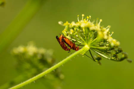 Apatura ilia, beautiful butterfly sitting on a leafの写真素材