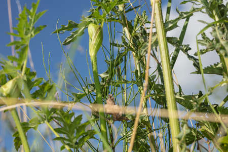elements of grass in a beautiful blue sky as backgroundの写真素材