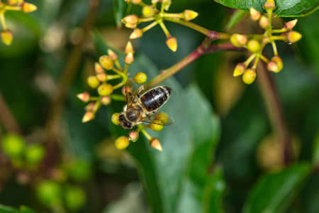 wasp is sitting on a yellow flower