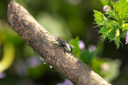 an ordinary fly sits on a branchの写真素材