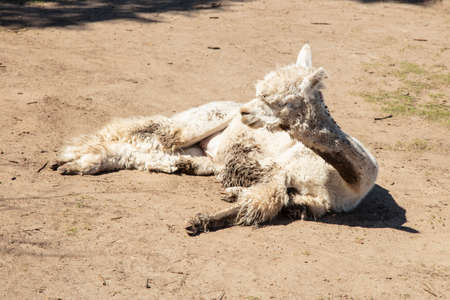 Beautiful South American alpacas in a free rangeの写真素材