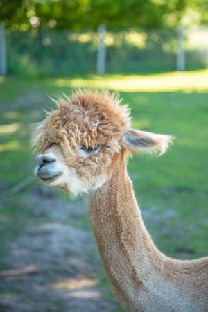 Beautiful South American alpacas in a free rangeの写真素材