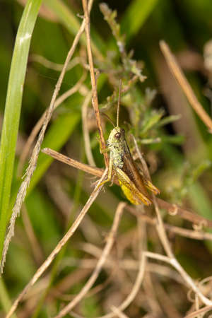 beautiful large grasshopper sits on a blade of grassの写真素材