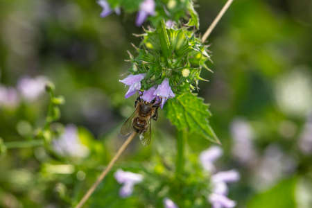 wasp collects nectar from a flowerの写真素材