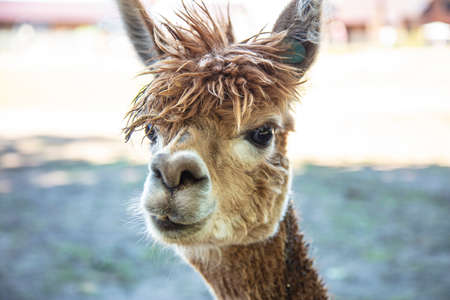 Beautiful South American alpacas in a free rangeの写真素材