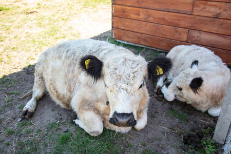 cow and the calf rest in the shadeの写真素材