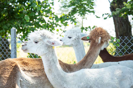 Beautiful South American alpacas in a free rangeの写真素材