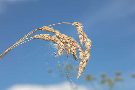 elements of grass in a beautiful blue sky as backgroundの写真素材